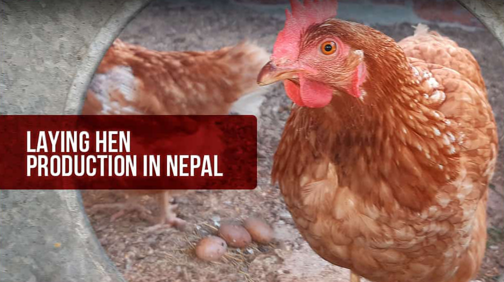 Laying hen production in Nepal