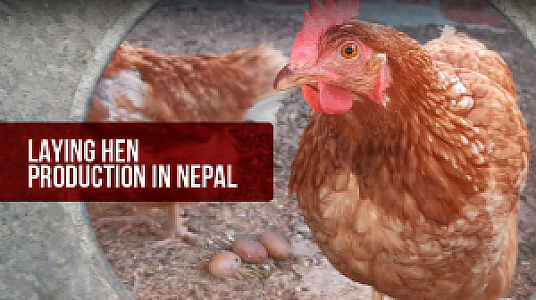 Laying hen production in Nepal